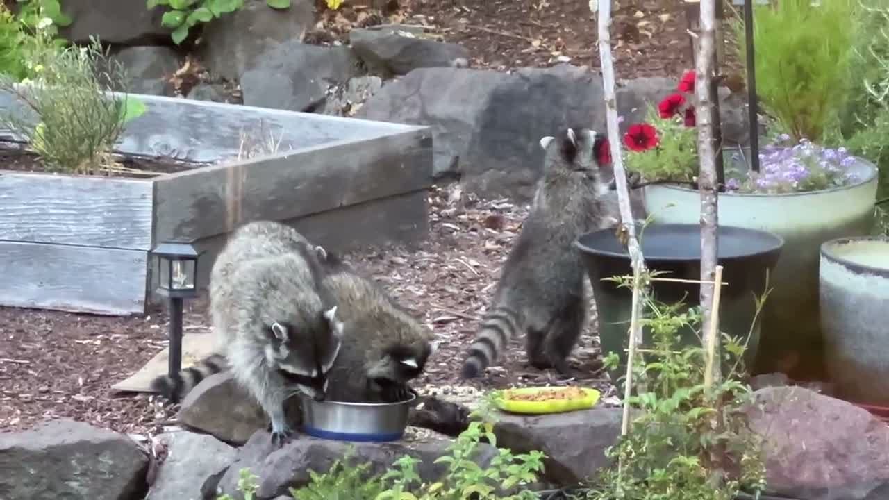 Three raccoons, an adult and two smaller kits, eating from a bowl and a yellow plate among the rocks and planters of a backyard rock garden in daylight.