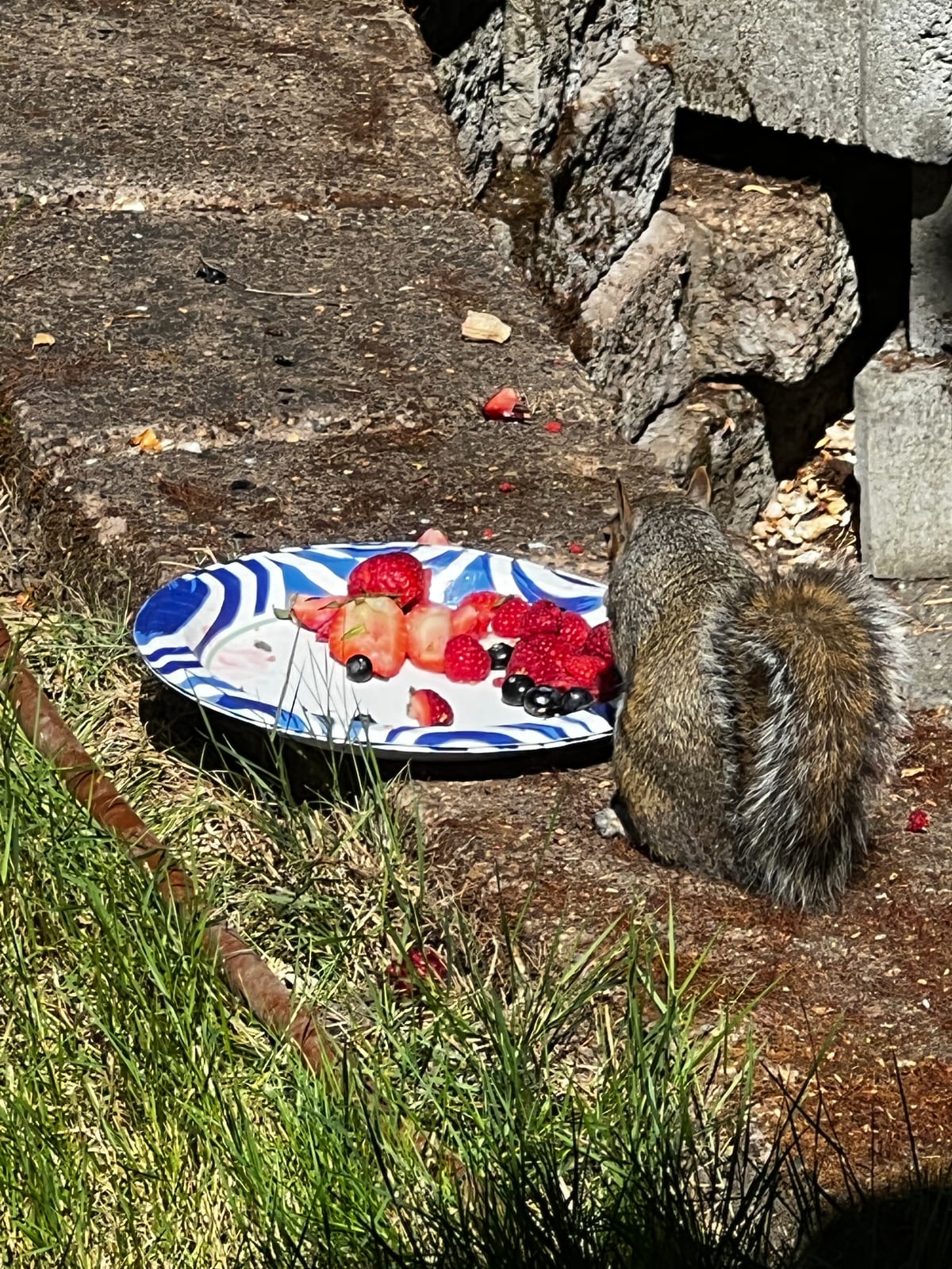 A squirrel standing over a blue-and-white paper plate of food scraps in the grass beside a stone wall.