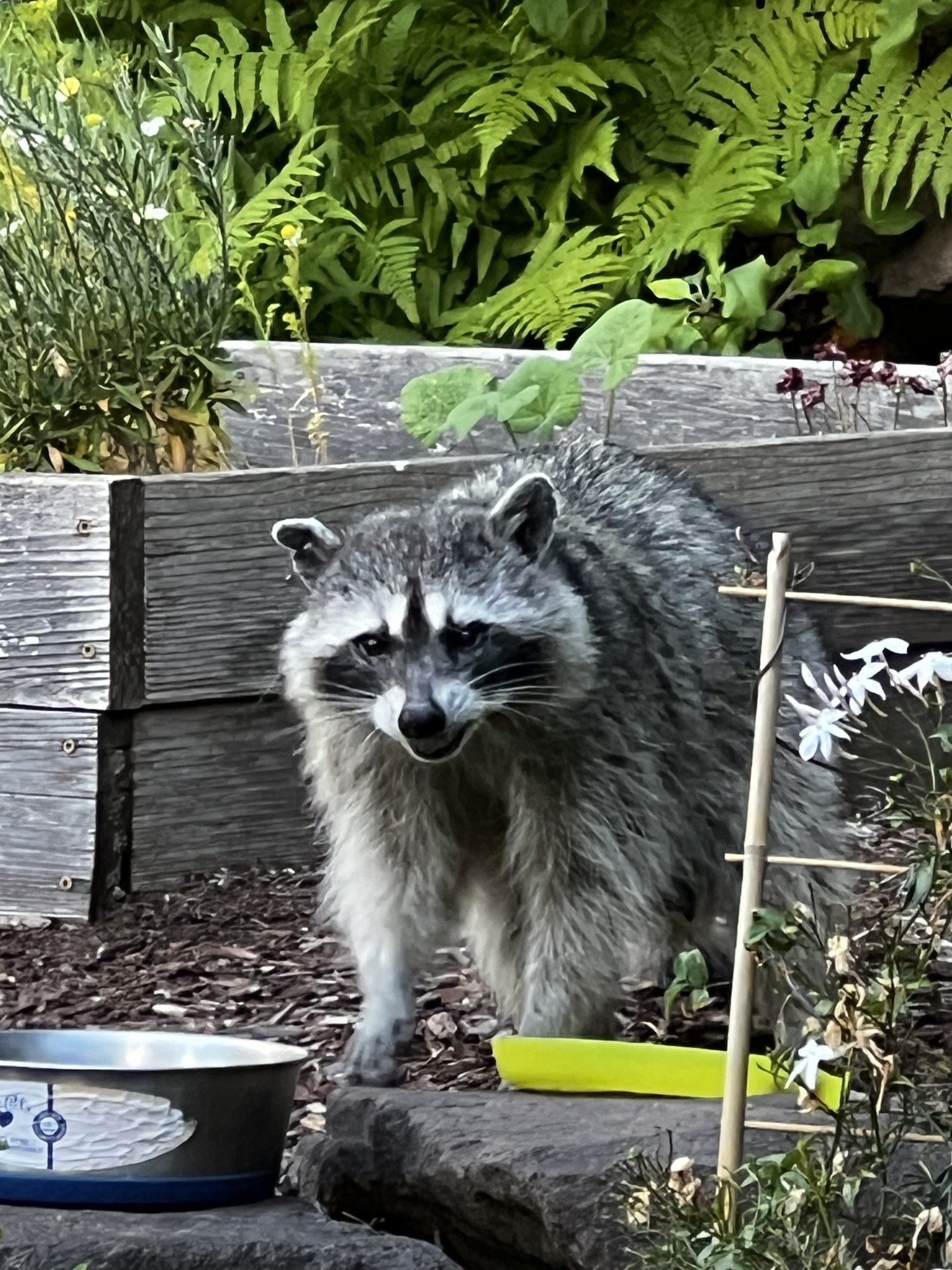 A large, thick-furred raccoon standing on a garden wall in daylight, ferns behind it.